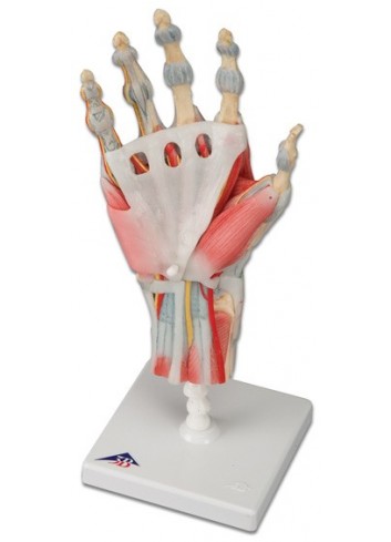 Modello di scheletro della mano con legamenti e muscoli M33/1