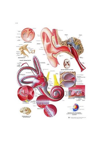 3B Scientific, tavola anatomica, Poster L'orecchio umano (cod. VR4243UU)