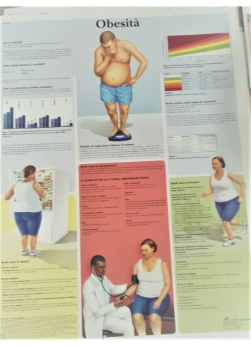 3B Scientific, tavola anatomica, Obesità (cod, VR4460UU)