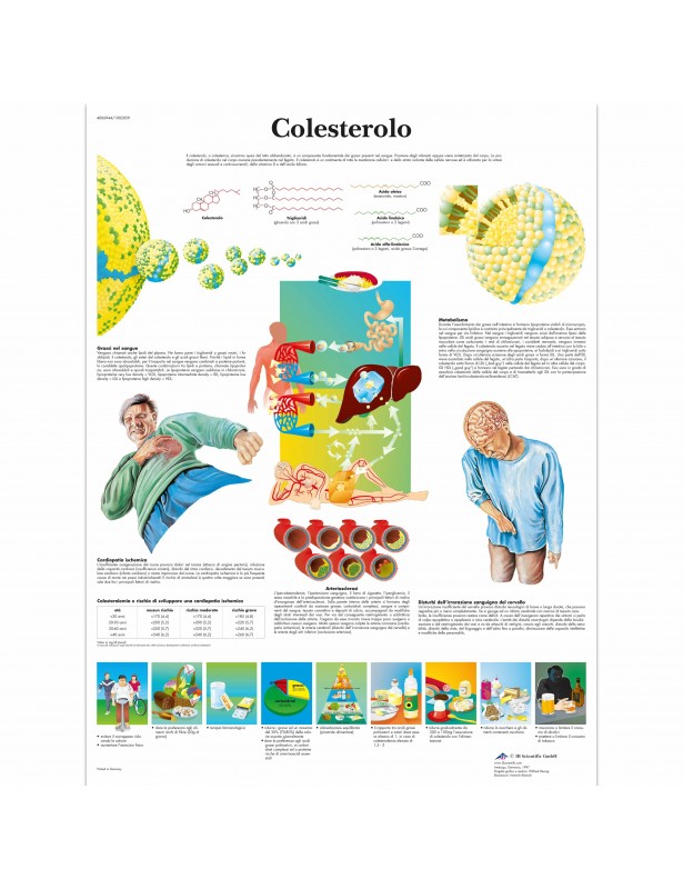 3B Scientific, tavola anatomica, Colesterolo (cod, VR4452UU)