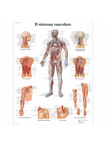 3B Scientific, tavola anatomica, Poster Il sistema vascolare cod. VR4353UU