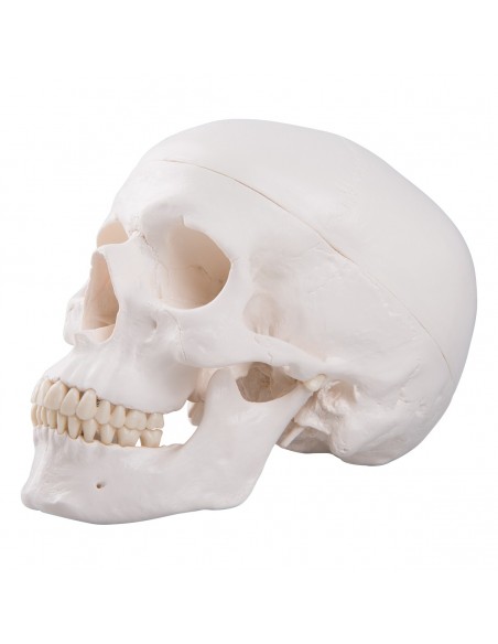 Cranio bianco A20