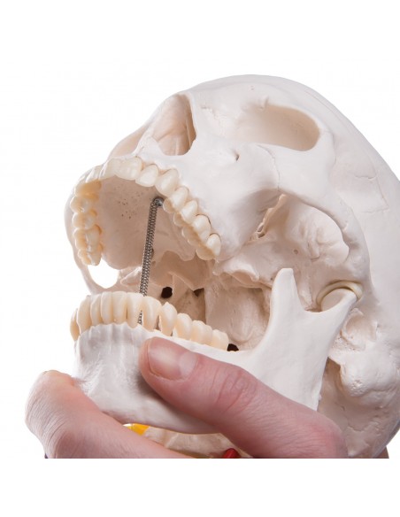 Cranio con vertebre cervicali A20/1