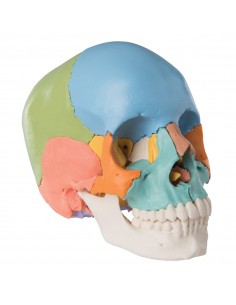 Cranio scomponibile didattico A291 2