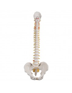 Colonna vertebrale flessibile A58/1 2