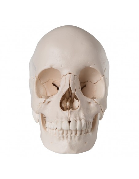 Cranio scomponibile bianco A290