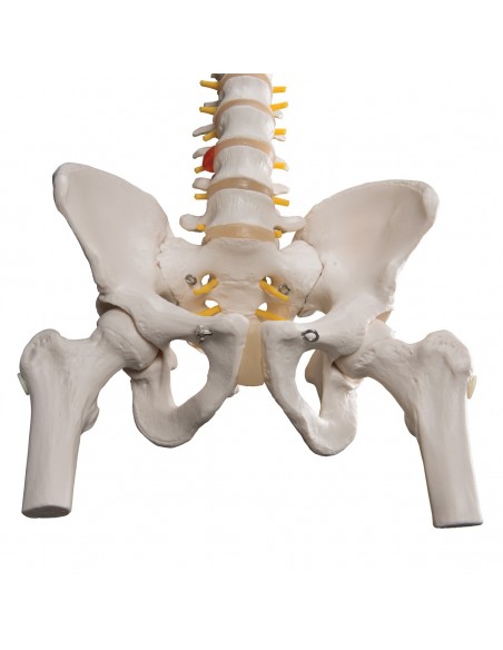 Colonna vertebrale con tronchi del femore A58/2