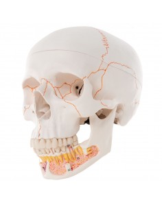 Cranio con mandibola aperta A22
