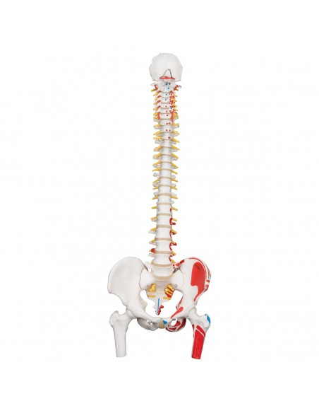 Colonna vertebrale tronchi di femore e illustrazione dei muscoli A58/3