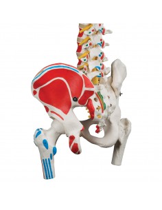 Colonna vertebrale tronchi di femore e illustrazione dei muscoli A58/3 2