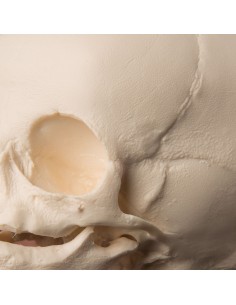Cranio di feto A25 2