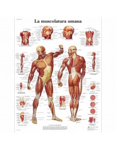 3B Scientific, tavola anatomica, La muscolatura umana (cod, VR4118UU)