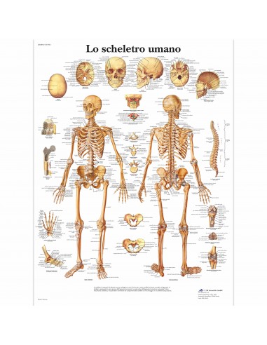 3B Scientific, tavola anatomica, Lo scheletro umano (cod, VR4113UU)