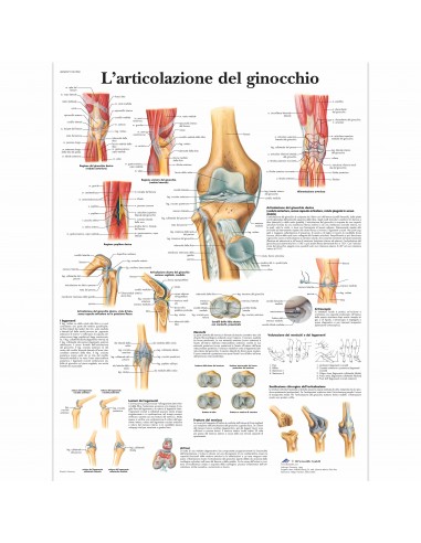 3B Scientific, tavola anatomica, L'articolazione del ginocchio (cod, VR4174UU)