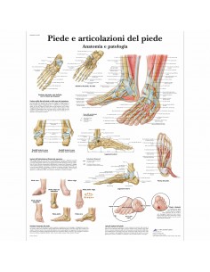 3B Scientific, tavola anatomica,Piede e articolazione del piede (cod, VR4176UU)