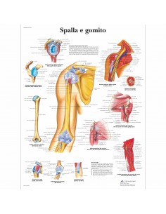 3B Scientific, tavola anatomica, Spalla e gomito (cod, VR4170UU)