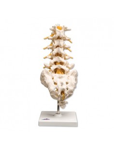 Colonna vertebrale lombare A74