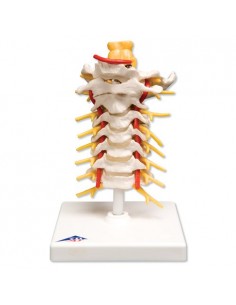 Colonna vertebrale cervicale A72
