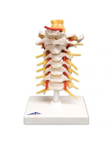 Colonna vertebrale cervicale A72