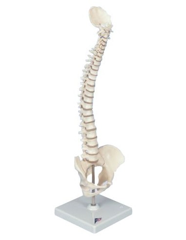 Mini colonna vertebrale, elastica, su stativo A18/21
