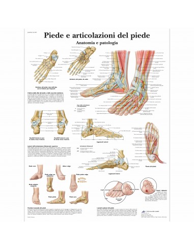 3B Scientific, tavola anatomica piede e articolazione del piede (cod, VR4176L)