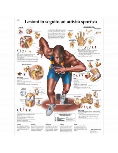 3B Scientific, tavola anatomica, Lesioni in seguito ad attività sportiva (cod, VR4188L)