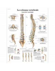 3B Scientific, tavola anatomica, La colonna vertebrale, anatomia e patologia (cod, VR4152L)