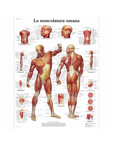 3B Scientific, tavola anatomica, La muscolatura umana (cod, VR4118L)