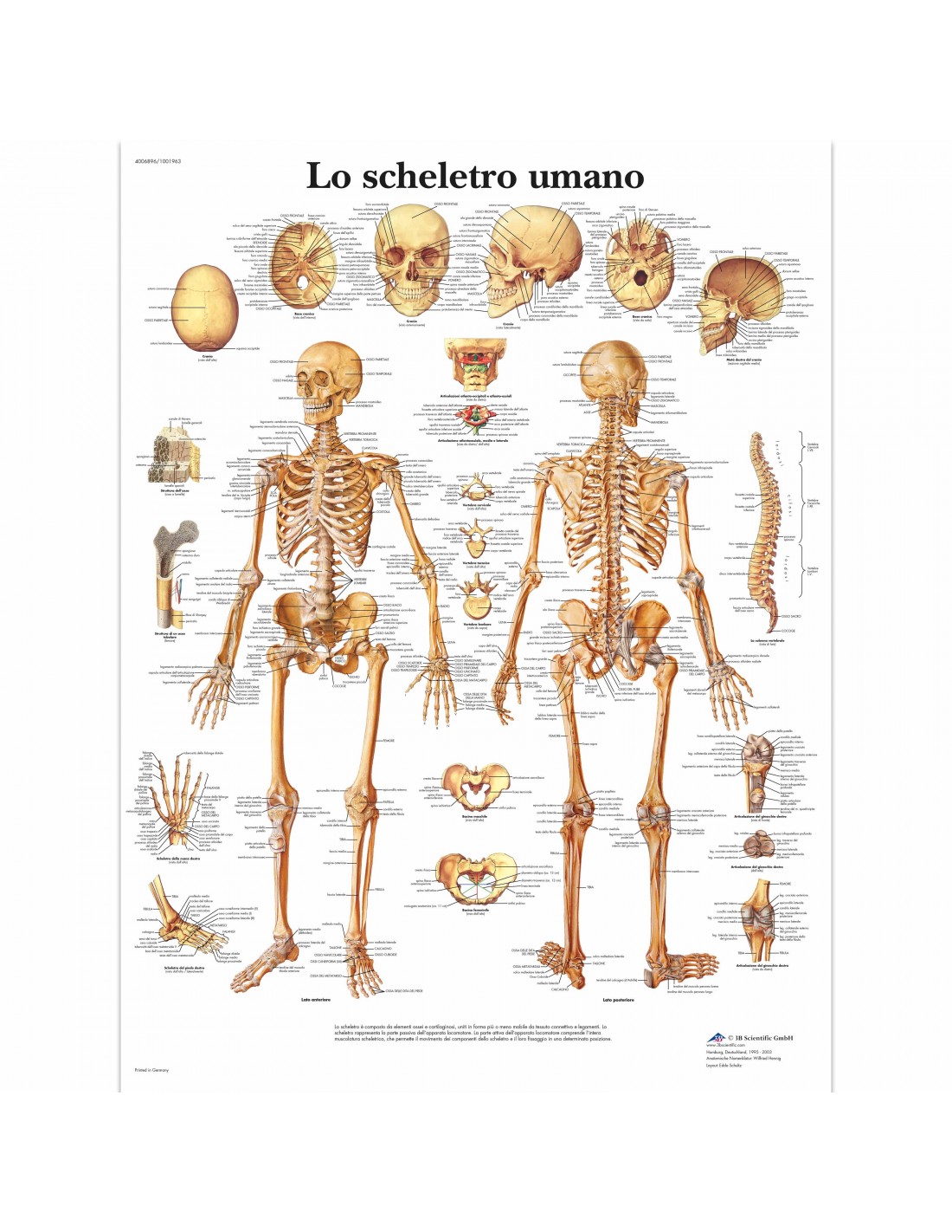 Tavola anatomica: Lo scheletro umano - Tuttosteopatia.it Shop