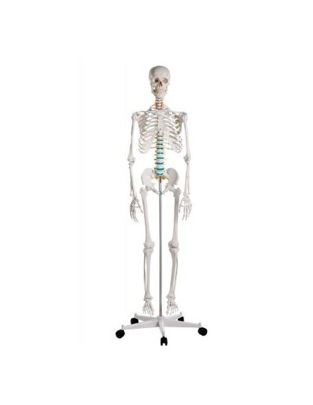 Erler Zimmer, modello di scheletro didattico Oscar, su cavalletto 2960