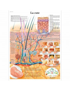 3B Scientific, tavola anatomica, Poster La cute (cod. VR4283L)