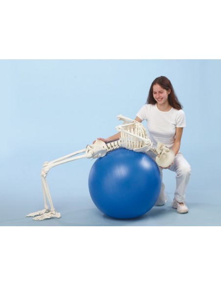 Scheletro posturale con colonna vertebrale flessibile e dischi intervertebrali dinamici Hugo 3014