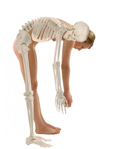 Scheletro posturale con colonna vertebrale flessibile e dischi intervertebrali dinamici Hugo 3014