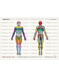 OsteoPoster Dermatomi Corpo Intero 2