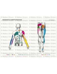 KunLS Poster Medicina Poster Corpo Umano Poster di Anatomia Scientifica per  Aule, Cliniche, Ospedali, Studi Medici Poster Senza Cornice B,60X80CM No  Frame : : Commercio, Industria e Scienza