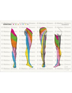 OsteoPoster Dermatomi Gamba 2