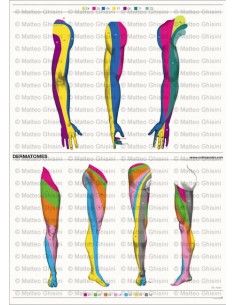 OsteoPoster Dermatomi Braccia e Gamba Verticale 2