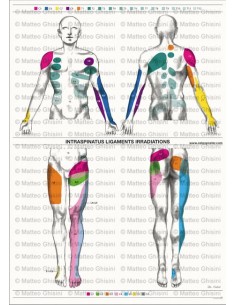 POSTER BENESSERE SISTEMA NERVIOSO VEGETATIVO CORPO UMANO SCUOLA STUDIO  MEDICINA