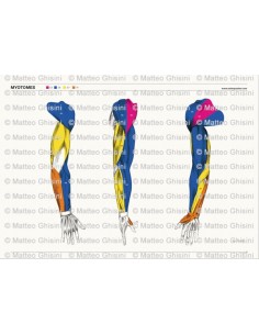 OsteoPoster Miotomi Braccia 2