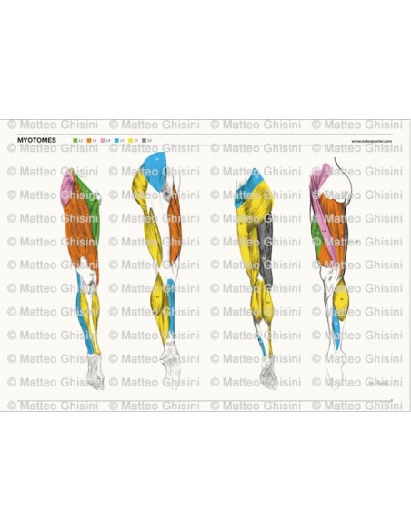 OsteoPoster Miotomi Gambe