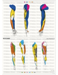 OsteoPoster Miotomi Braccia e Gambe Verticale 2