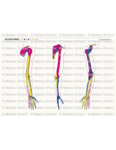 OsteoPoster Sclerotomi Braccia 2