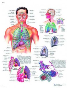 3B Scientific, tavola anatomica, Poster L'apparato respiratorio (cod. VR4322L)
