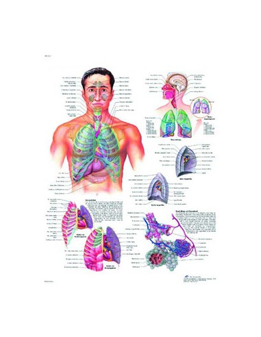 3B Scientific, tavola anatomica,...