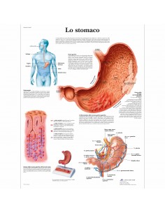 3B Scientific, tavola anatomica, Lo stomaco (cod, VR4426UU )