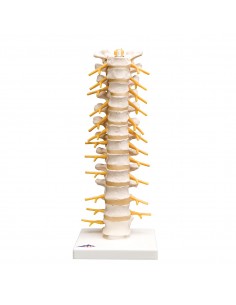 3B Scientific, modello anatomico di colonna vertebrale toracica A73