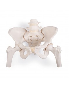 3B Scientific, Modello di scheletro di bacino femminile, con tronchi di femore A62