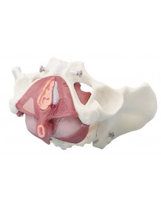 Erler Zimmer, modello anatomico di bacino femminile con pavimento pelvico, in 5 parti 4070