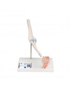 3B Scientific, modello anatomico di mini articolazione del gomito, senza base A87