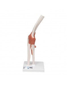 3B Scientific. Modello anatomici di articolazione del gomito, modello funzionale A83